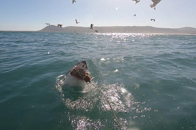 Cape Shark Diving Adventures - Key highlights you’ll care about