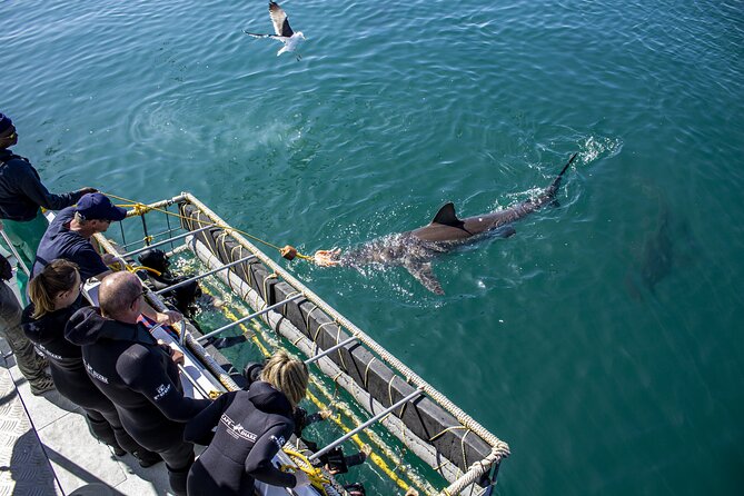 Cape Shark Diving Adventures - Gansbaai’s shark reputation: what makes this part of the Western Cape work