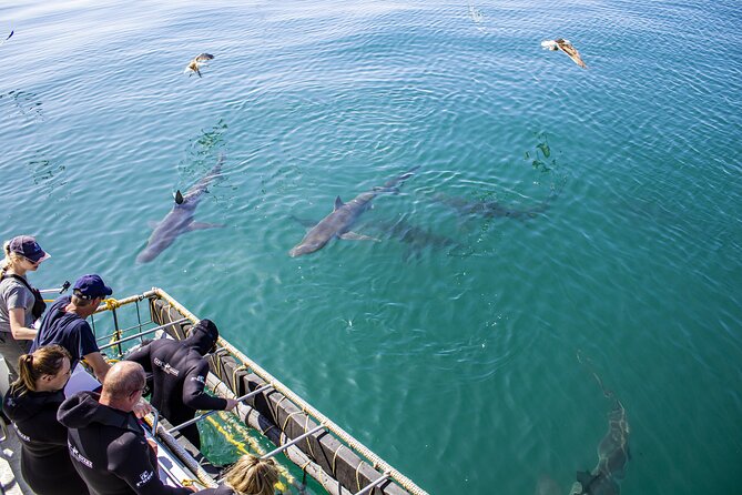 Cape Shark Diving Adventures - The 3-hour timeframe: why it feels efficient without feeling rushed