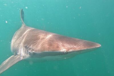Cape Shark Diving Adventures - From Van Dyks Bay to the center: how the morning actually starts