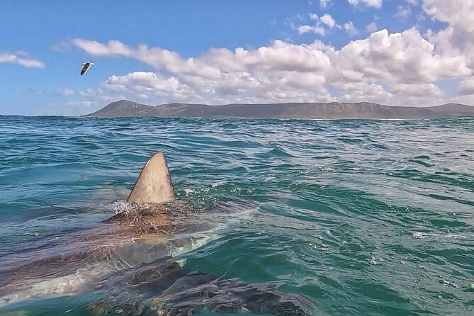 Cape Shark Diving Adventures - On the boat: marine life chances beyond just sharks