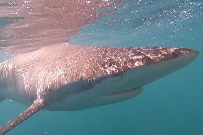 Cape Shark Diving Adventures - Included value vs. what you’ll pay extra