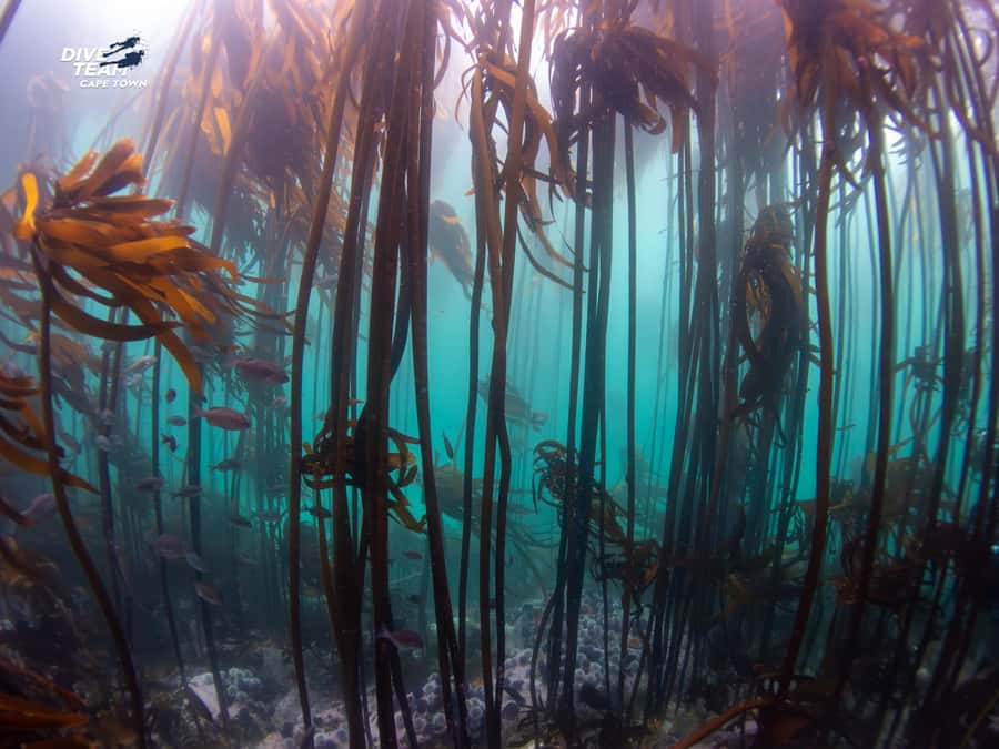 Cape Town: Discover Scuba Diving - 1 day experience - Long Beach, Simon’s Town: the underwater life you’re there to see