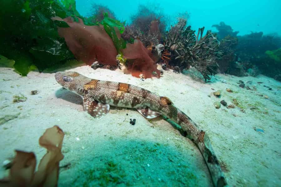 Cape Town: Discover Scuba Diving - 1 day experience - Value and price: what you get for about $155