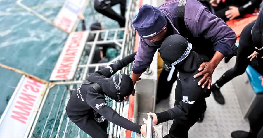 Cape Town: Gansbaai Eco-Friendly Shark Cage Diving Cruise - Key things to know before you go