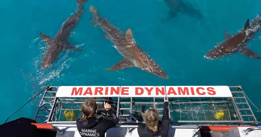 Cape Town: Gansbaai Eco-Friendly Shark Cage Diving Cruise - Gansbaai beats a Cape Town day at sea for shark lovers