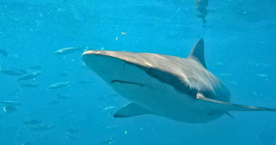 Cape Town: Gansbaai Eco-Friendly Shark Cage Diving Cruise - The Great White House: meals, briefing, and a calm start before the boat