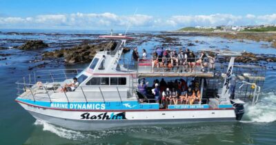 Cape Town: Gansbaai Eco-Friendly Shark Cage Diving Cruise - The long drive out is part of the experience—if you’re prepared