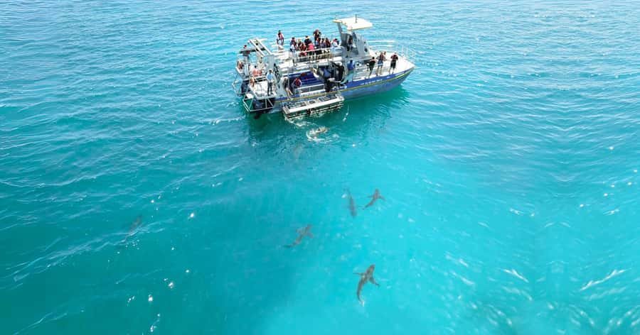 Cape Town: Gansbaai Eco-Friendly Shark Cage Diving Cruise - Possible sightings beyond the main action: stingrays, seals, dolphins, and whales