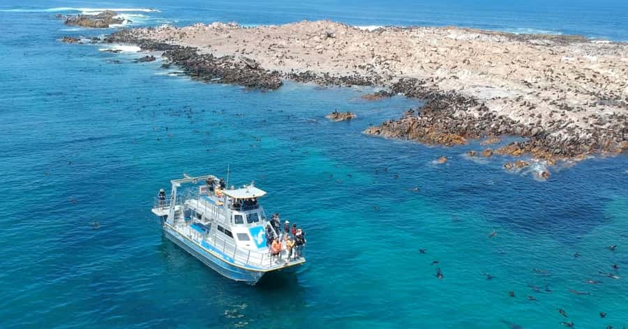Cape Town: Gansbaai Eco-Friendly Shark Cage Diving Cruise - Getting warm again: soup, bread, and the post-cage wrap-up