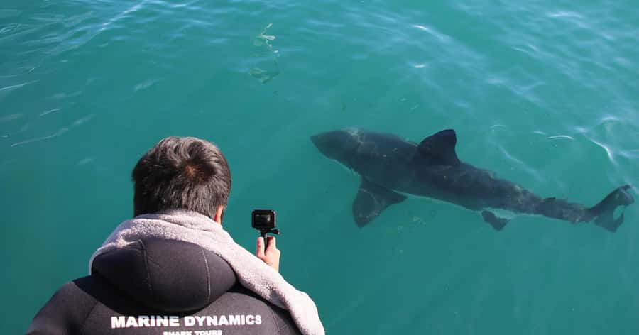 Cape Town: Gansbaai Eco-Friendly Shark Cage Diving Cruise - Price and value: where the $237 goes