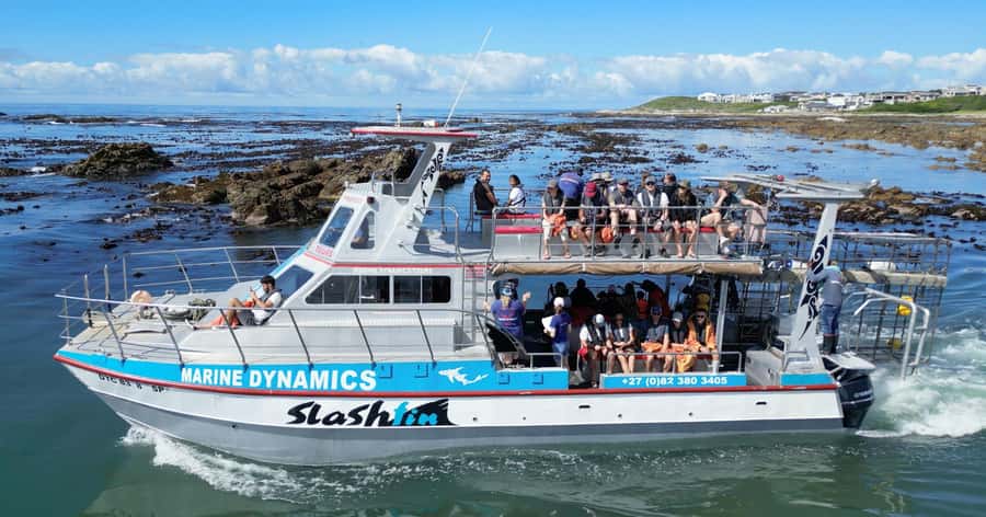 Cape Town: Gansbaai Eco-Friendly Shark Cage Diving Cruise - The long drive out is part of the experience—if you’re prepared