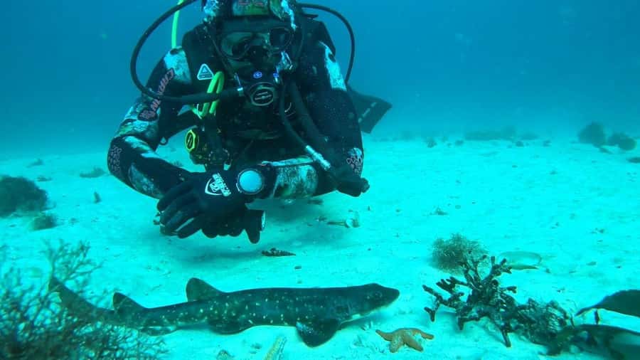 Cape Town: Scuba Diving Experience for Beginners - Your first time underwater: kelp forests, seals, penguins, and more