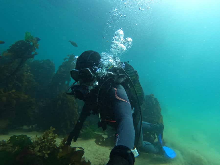 Cape Town: Scuba Diving Experience for Beginners - PADI Discover Scuba E-Learning: the secret to feeling prepared