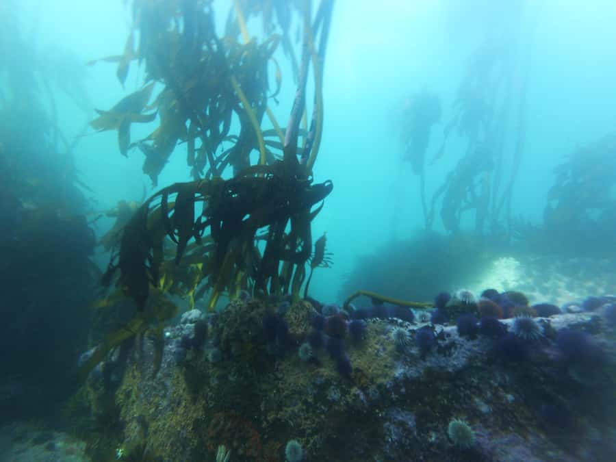 Cape Town: Scuba Diving Experience for Beginners - Who this experience is best for (and who should skip)