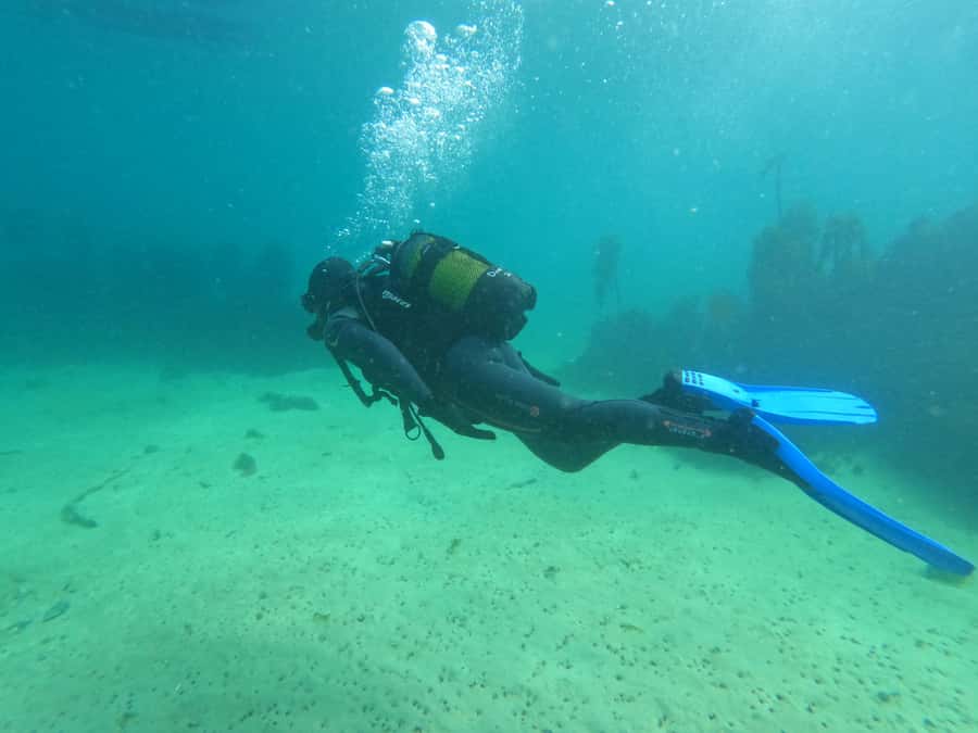 Cape Town: Scuba Diving Experience for Beginners - Should you book this beginner scuba experience in Cape Town?