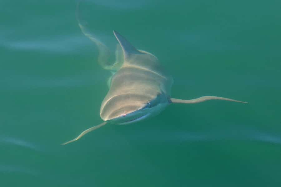 Cape Town: Shark Cage Dive - Key things to know before you go
