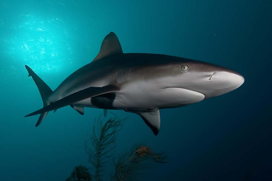 Cape Town: Shark Cage Dive - False Bay’s best target: bronze whaler sharks and what else can show up