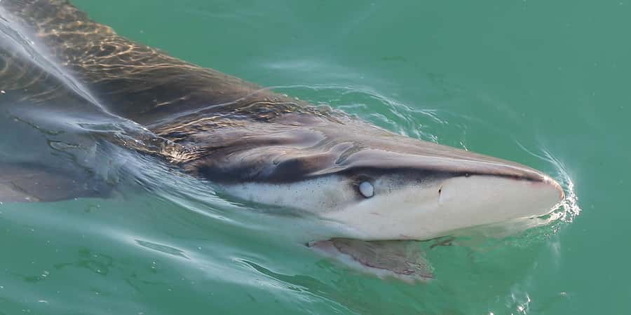 Cape Town: Shark Cage Dive - The boat and fixed cage setup: comfort, safety, and the real vibe