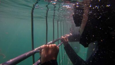 Cape Town: Shark Cage Dive - Getting to Simon’s Town fast (and why it matters)