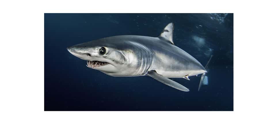Cape Town: Shark Cage Dive - Price and value: what $274 buys you in practice
