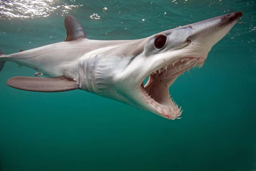 Cape Town: Shark Cage Dive - What to bring so you don’t regret it later