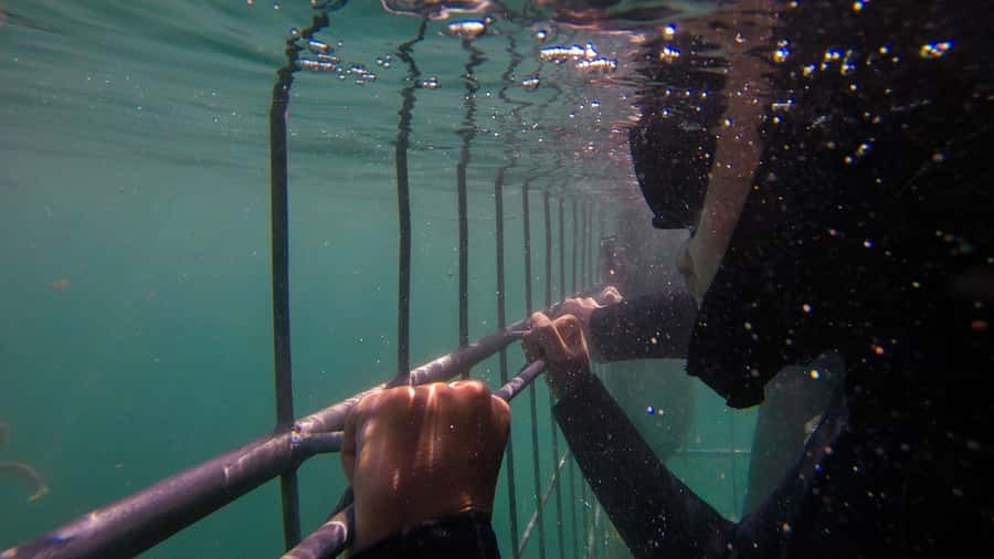 Cape Town: Shark Cage Dive - Getting to Simon’s Town fast (and why it matters)
