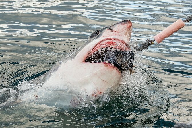 Cape Town: Shark Cage Diving & Penguins Tour to Gansbaai with private transfers - Key Highlights You’ll Actually Care About