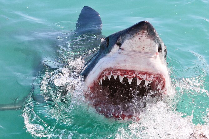 Cape Town: Shark Cage Diving & Penguins Tour to Gansbaai with private transfers - On the Water in Gansbaai: What Shark Cage Time Actually Means