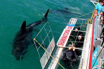 Cape Town: Shark Cage Diving & Penguins Tour to Gansbaai with private transfers - Stony Point Penguins Colony: The Calm Counterweight to Cage Time