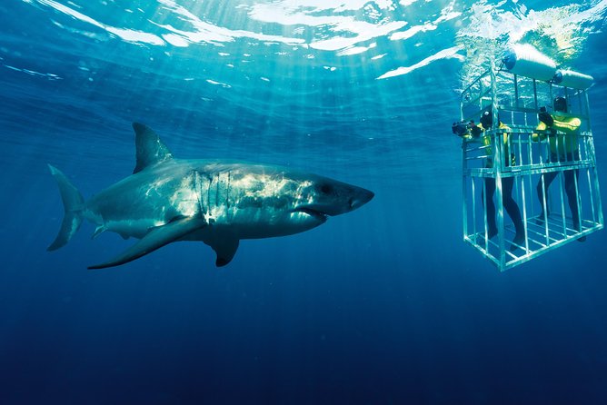 Cape Town: Shark Cage Diving & Penguins Tour to Gansbaai with private transfers - When Sharks Aren’t Around: Possible Reroutes and How to Stay Flexible