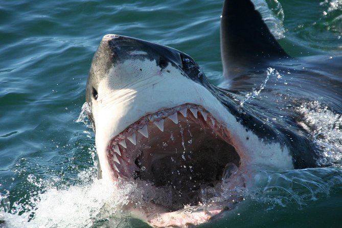 Cape Town: Shark Cage Diving & Penguins Tour to Gansbaai with private transfers - Meals, Tea, and the Little Touches That Reduce Stress