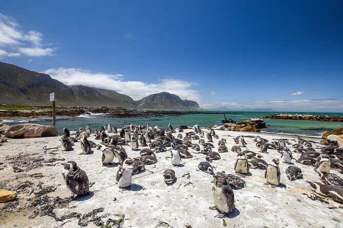 Cape Town: Shark Cage Diving & Penguins Tour to Gansbaai with private transfers - Group Size and Private Boat Options for More Comfort