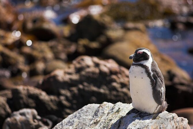 Cape Town: Shark Cage Diving & Penguins Tour to Gansbaai with private transfers - Price and Value for a 12-Hour Cape Town Wildlife Day