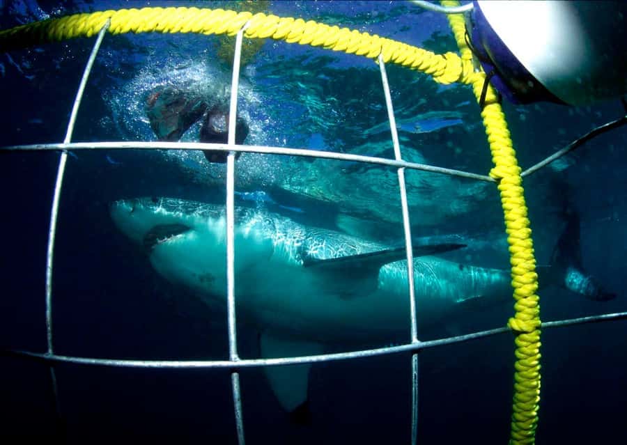 Cape Town: Shark Cage Diving Tour (with Breakfast & Lunch) - Cape Town to Gansbaai: the ride that sets the pace