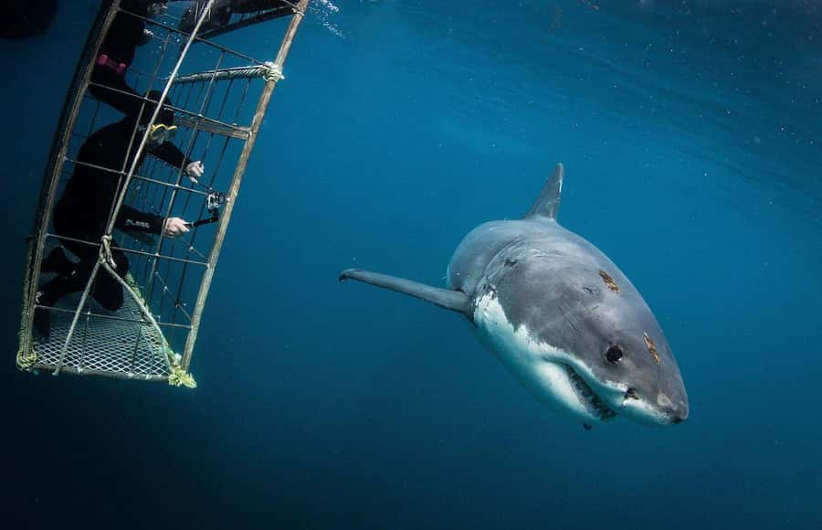 Cape Town: Shark Cage Diving Tour (with Breakfast & Lunch) - Boarding the boat and heading to Shark Alley