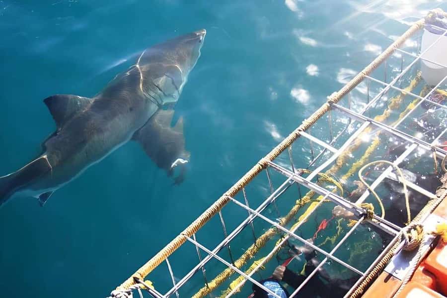 Cape Town: Shark Cage Diving Tour (with Breakfast & Lunch) - The in-water cage session: what actually happens