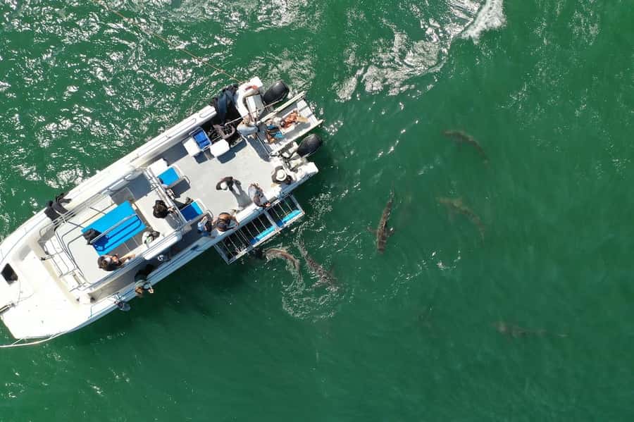 Cape Town: Shark Cage Diving Tour (with Breakfast & Lunch) - Wildlife spotting: seals, birds, and whales in season