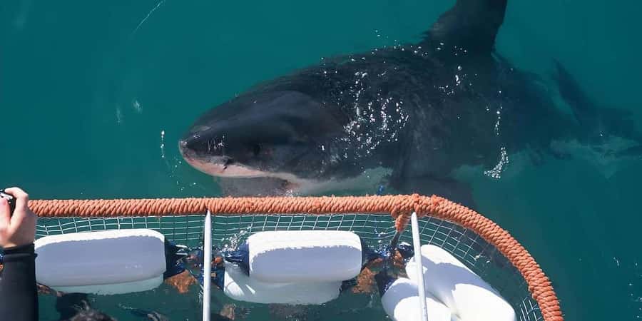 Cape Town: Shark Cage Diving Tour (with Breakfast & Lunch) - What the crew does well on a boat day