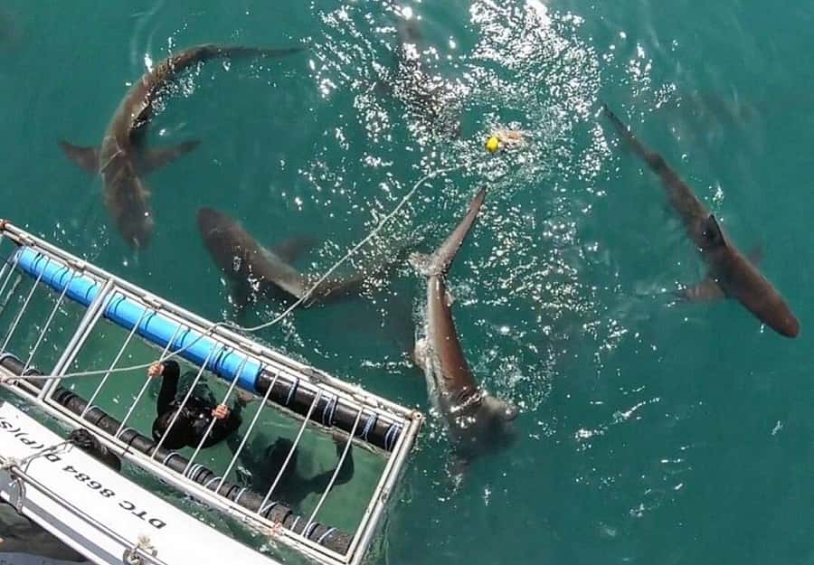 Cape Town: Shark Cage Diving Tour (with Breakfast & Lunch) - Breakfast-first morning: practical fuel before you hit the water