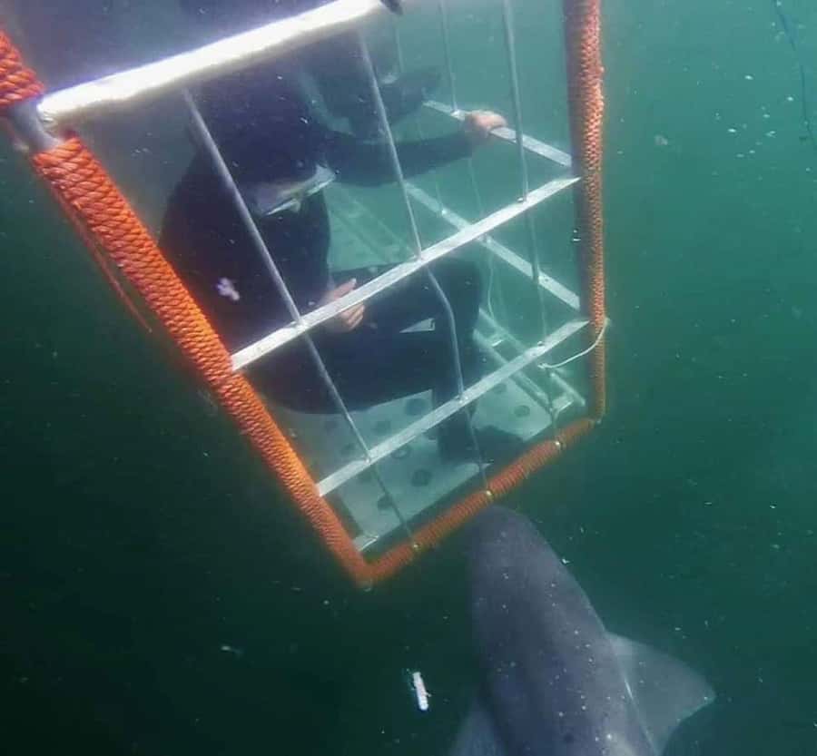 Cape Town: Shark Cage Diving with Snacks and Soft Drinks - Why False Bay is such a smart place for your first shark encounter