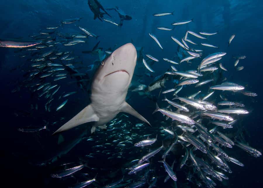 Cape Town: Shark Cage Diving with Snacks and Soft Drinks - FAQ