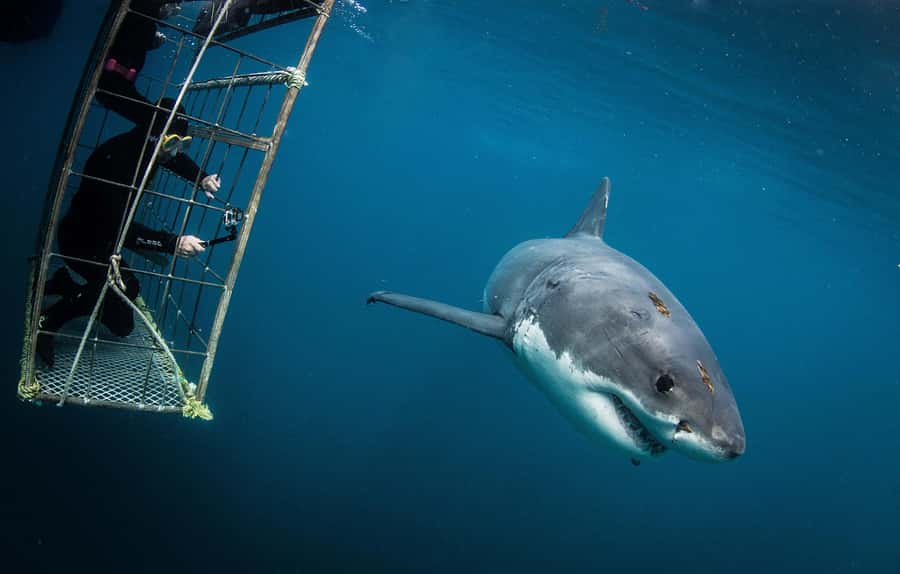 Cape Town: Shark Cage Diving with Snacks and Soft Drinks - The 4-hour flow: meeting at 62 St George’s St and heading to the water