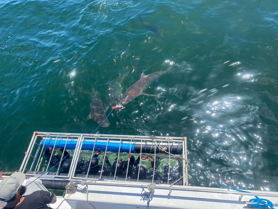 Cape Town: Shark Cage Diving with Snacks and Soft Drinks - On-board comfort: snacks, hot drinks, soft drinks, and warm-up after