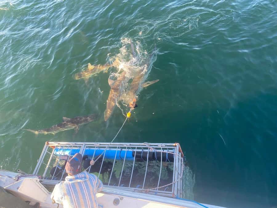 Cape Town: Shark Cage Diving with Snacks and Soft Drinks - What to pack (so the cold and salt don’t ruin your day)