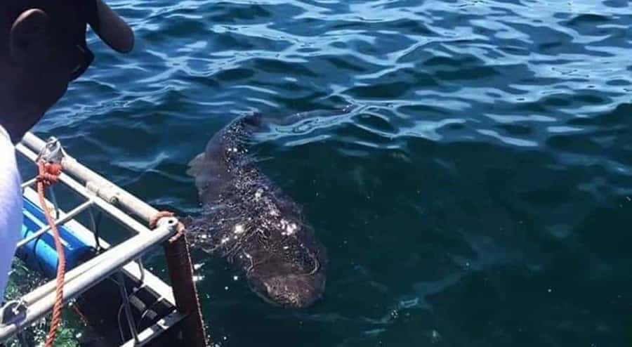 Cape Town: Shark Cage Diving with Snacks and Soft Drinks - Who should book this, and who should skip it