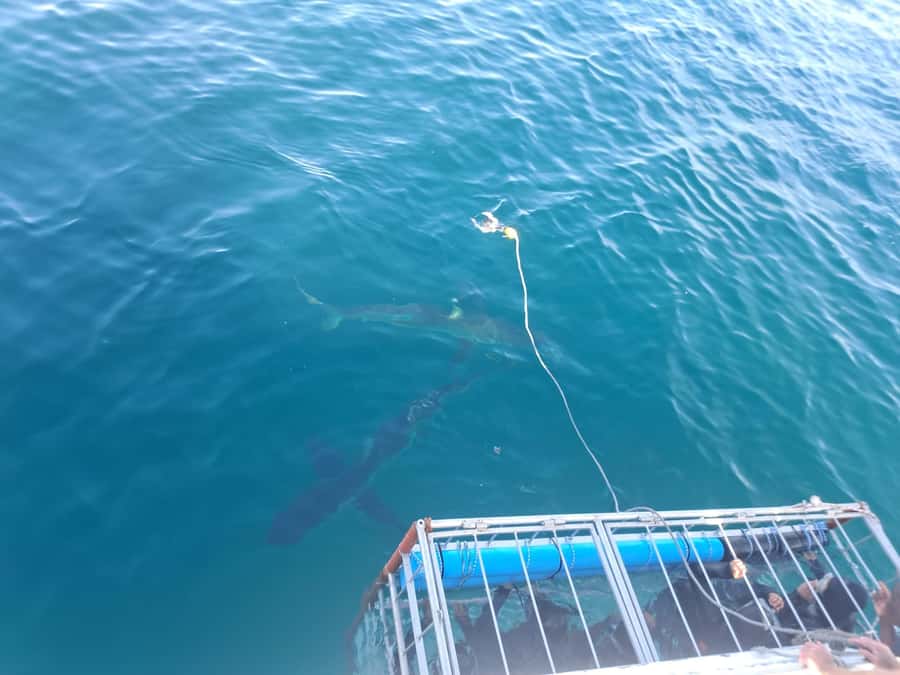 Cape Town: Shark Cage Diving with Snacks and Soft Drinks - Should you book this Cape Town shark cage encounter?