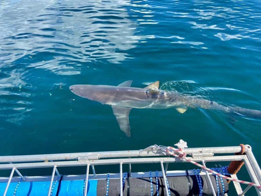 Cape Town: Shark Cage Diving with Snacks and Soft Drinks - Safety briefing and the cage setup: the part that makes it feel controlled