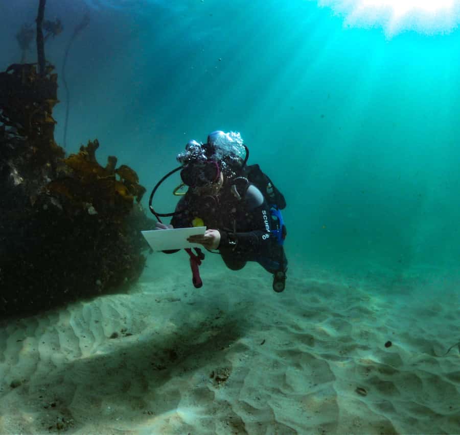 Cape Town: Shark Science SCUBA Diving Experience - Key Highlights You’ll Actually Use