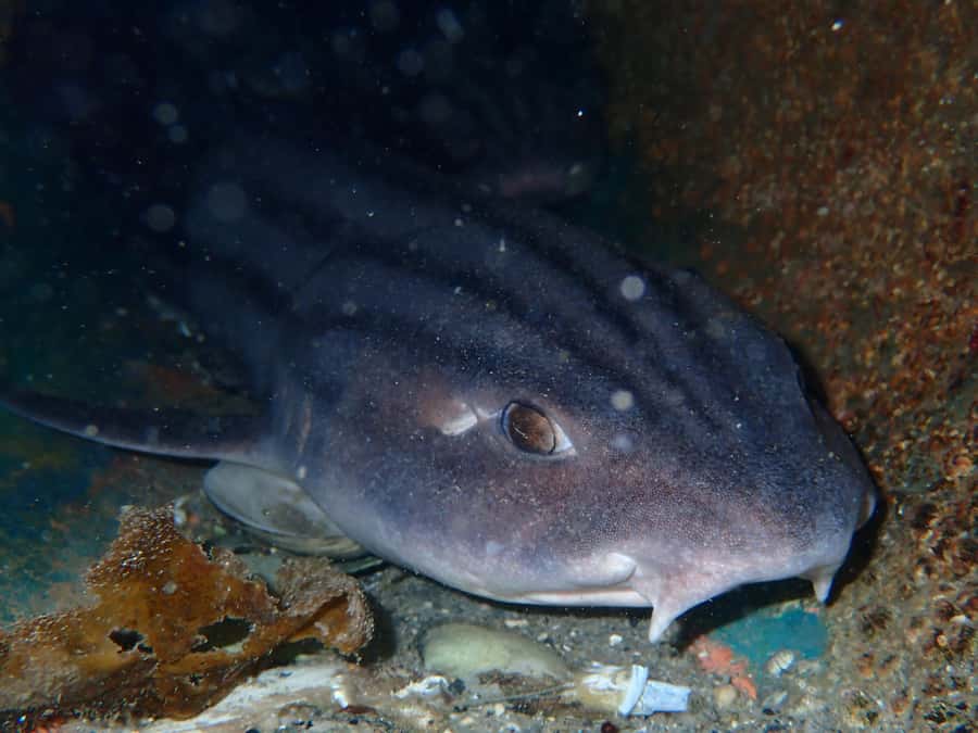 Cape Town: Shark Science SCUBA Diving Experience - Price and Value: Is $178 Worth It?